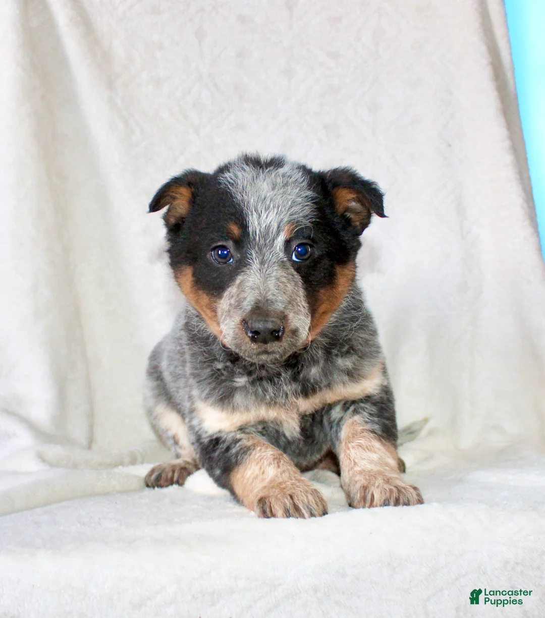 Australian Cattle Dog dogs for sale: Roxy  - Ad 2