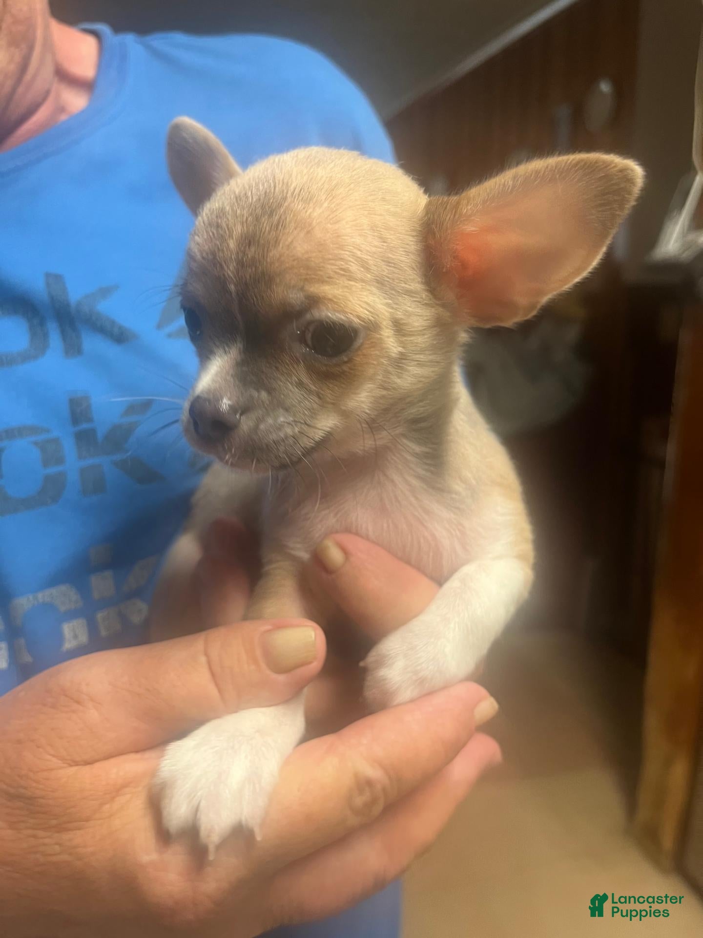 Chihuahua dogs Chihuahua 1 - Ad 1