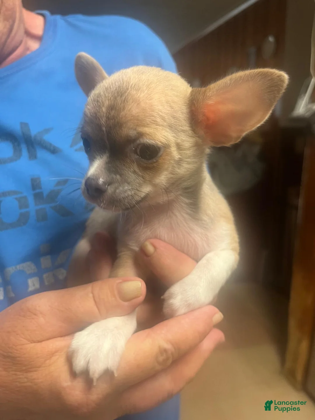 Chihuahua dogs for sale: Chihuahua 1 - Ad 1
