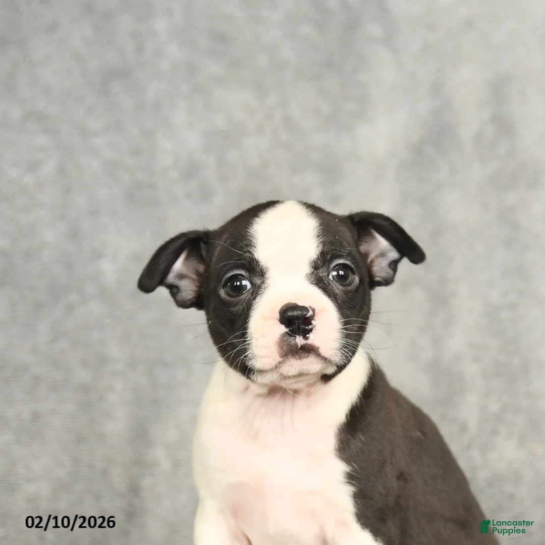 Boston Terrier dogs for sale: Bella   - Ad 4