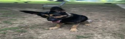 German Shepherd dogs for sale: German Shepherd 2 - Ad 2