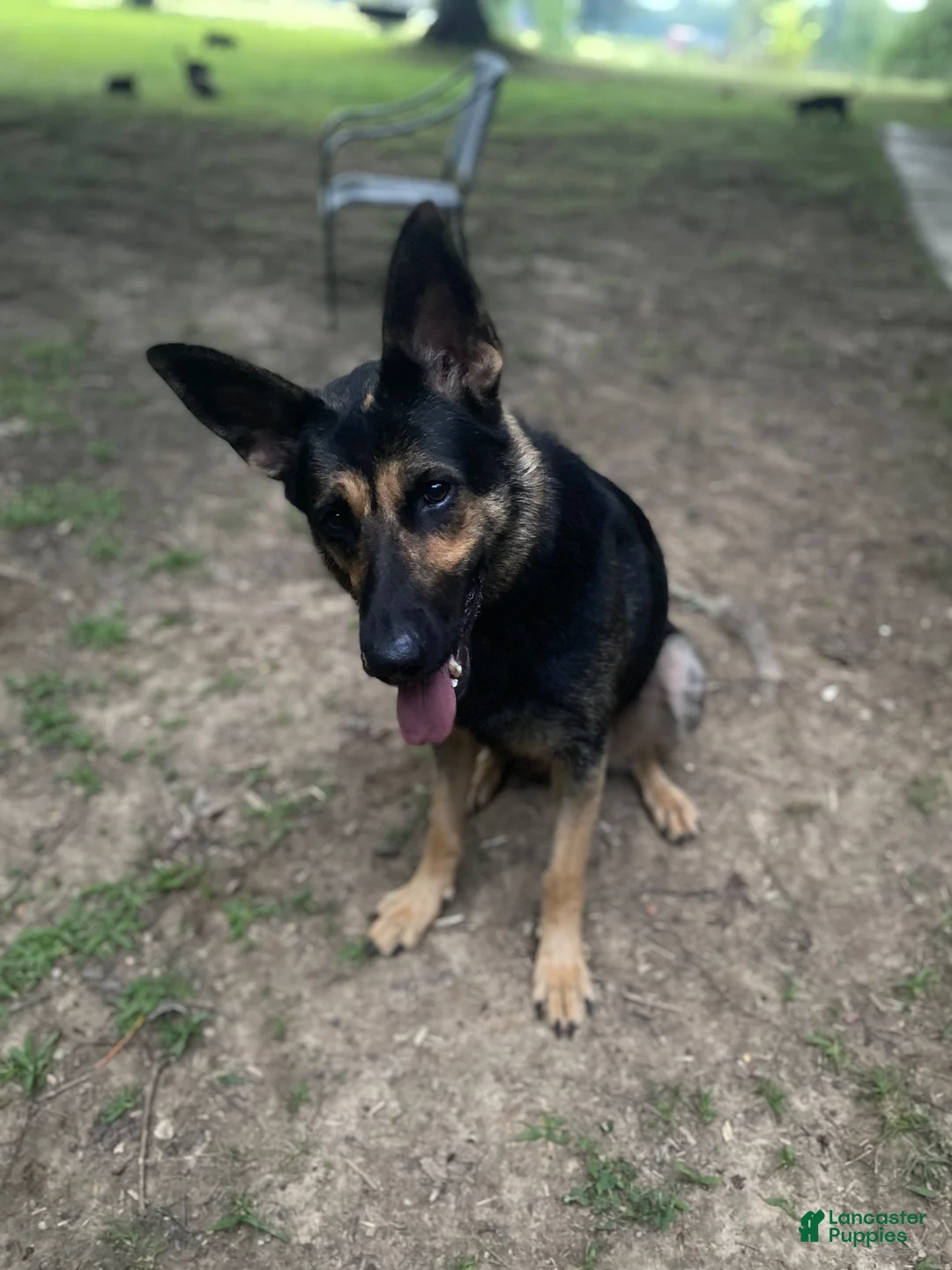 German Shepherd dogs for sale: German Shepherd 2 - Ad 2