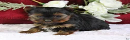 Yorkshire Terrier dogs for sale: Diamond - Ad 2