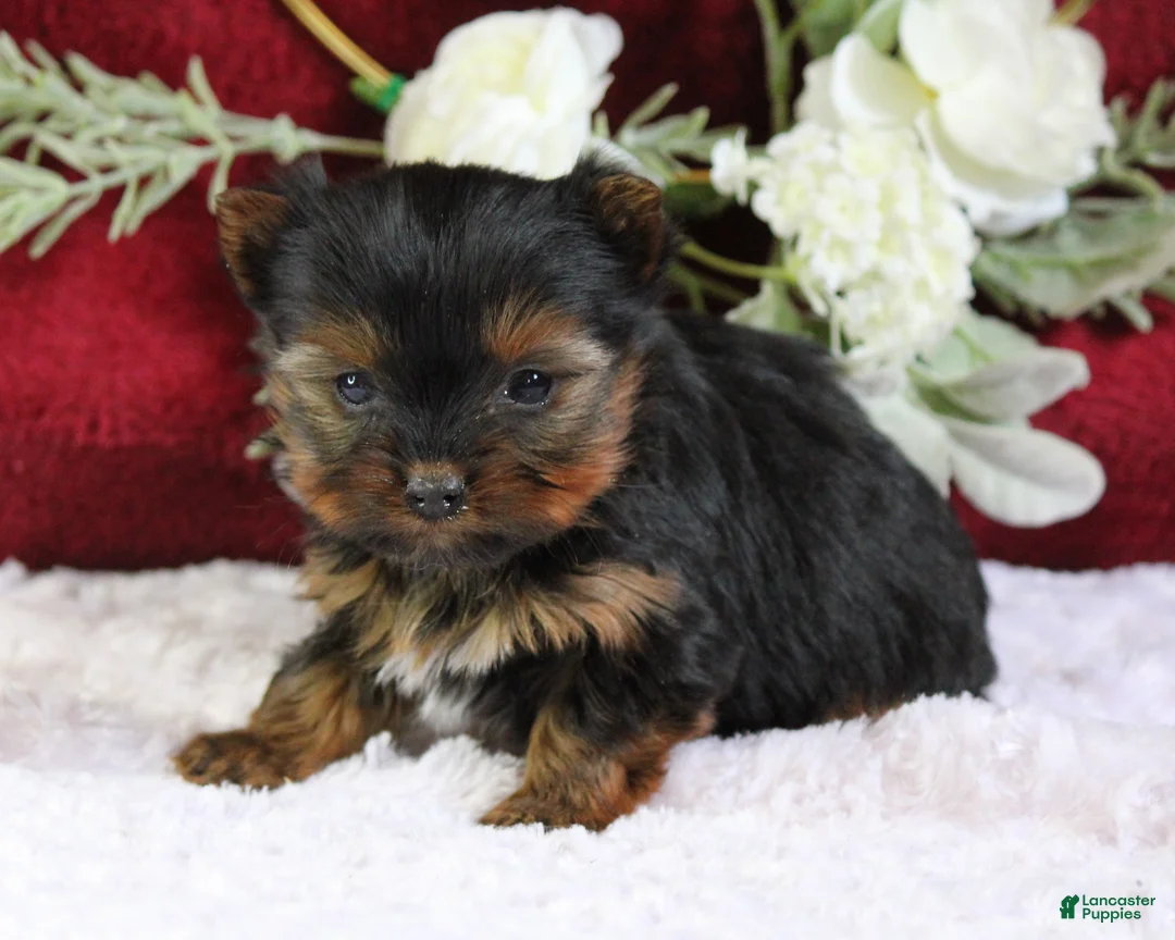 Yorkshire Terrier dogs for sale: Diamond - Ad 2