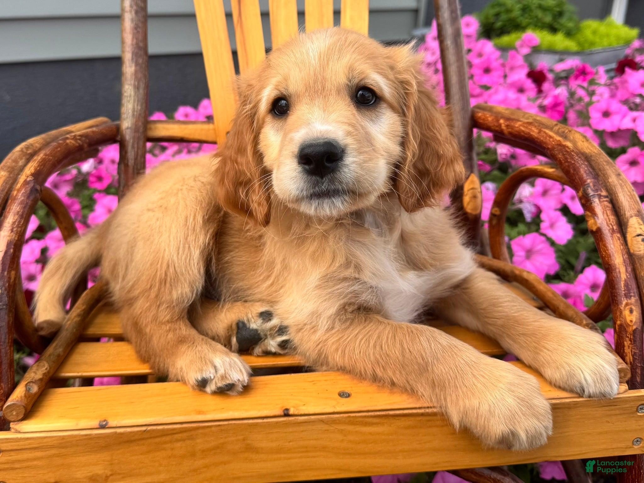 Mixed Breed dogs Teddy - Ad 2