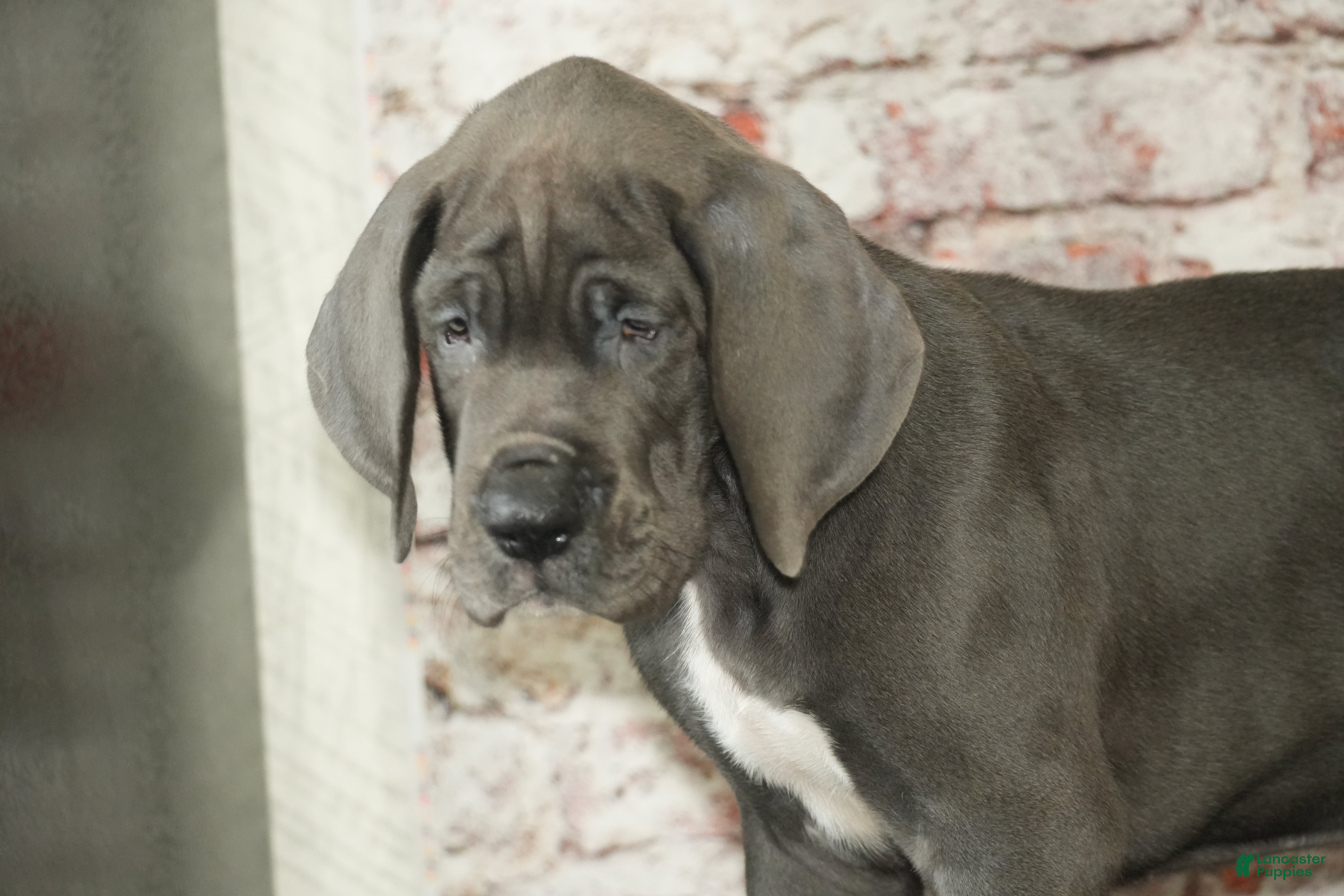 Great Dane dogs Jasper - Ad 31