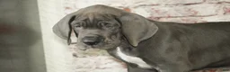 Great Dane dogs for sale: Jasper - Ad 1