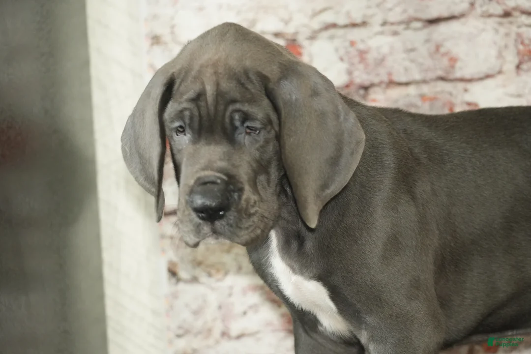 Great Dane dogs for sale: Jasper - Ad 1