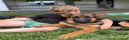 German Shepherd dogs for sale: Remi - Ad 3