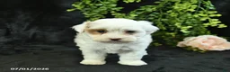 Maltipoo dogs for sale: Hadassah  - Ad 5
