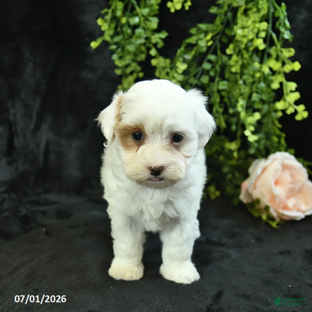 Maltipoo dogs for sale: Hadassah  - Ad 5
