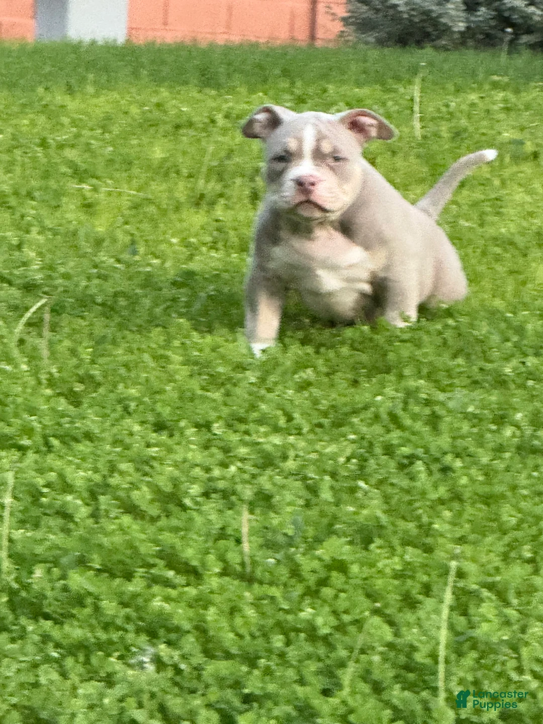 American Bully dogs for sale: American Bully Puppy 1 - Ad 16