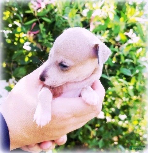 Italian Greyhound dogs Zinnia - Ad 2