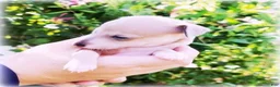 Italian Greyhound dogs for sale: Zinnia - Ad 2