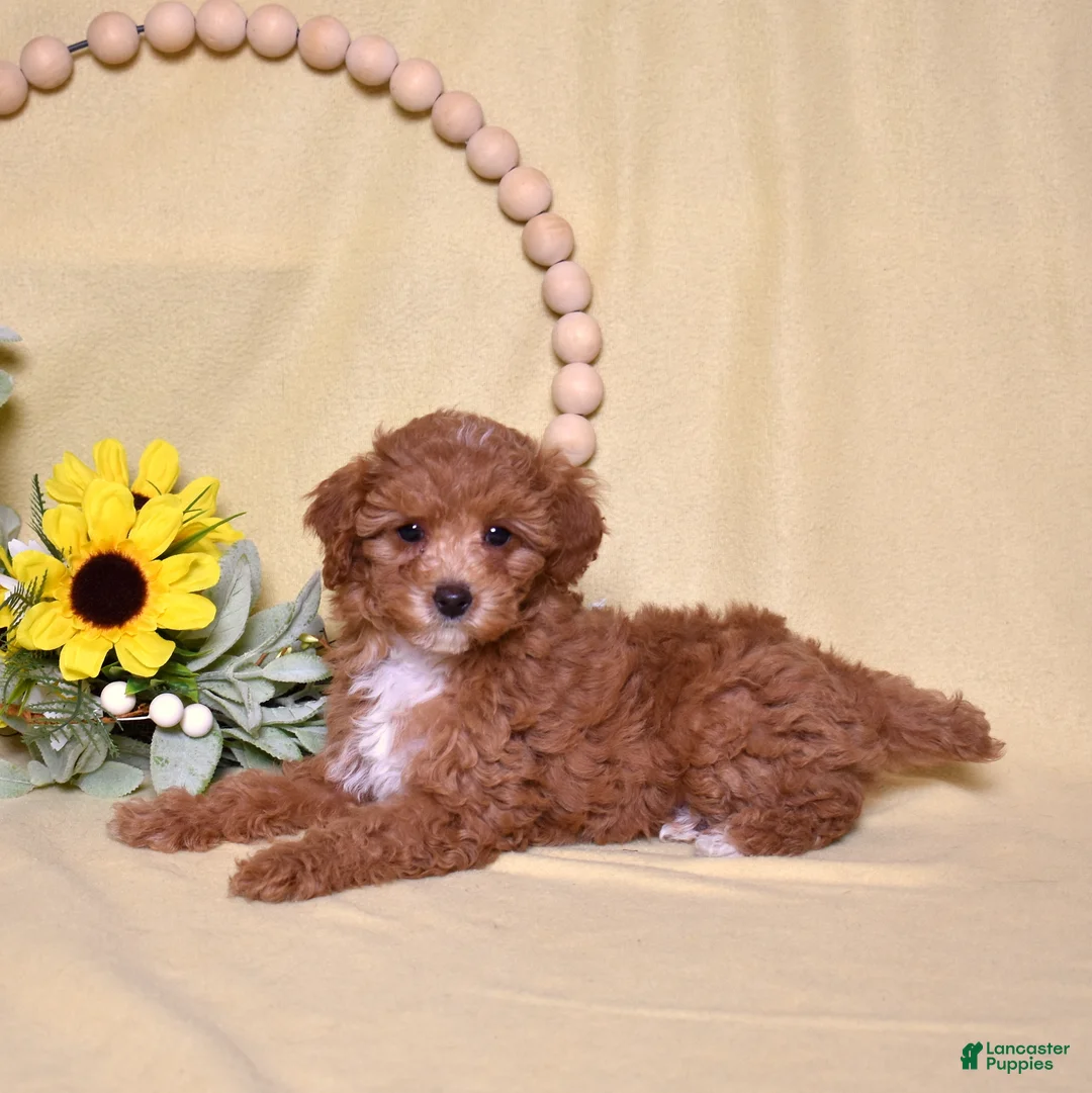 Miniature Poodle dogs for sale: Ruby - Ad 1