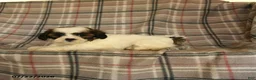 Mixed Breed dogs for sale: Utopia - Ad 3