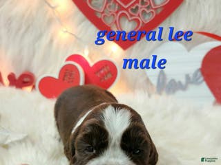 English Springer Spaniel dogs General Lee - Ad 9