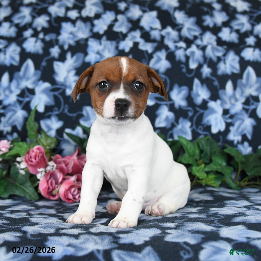 Jack Russell Terrier dogs Angie - Ad 1