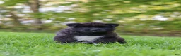 Akita dogs for sale: Bear - Ad 11