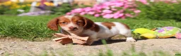 Dachshund dogs for sale: Maverick - Ad 3
