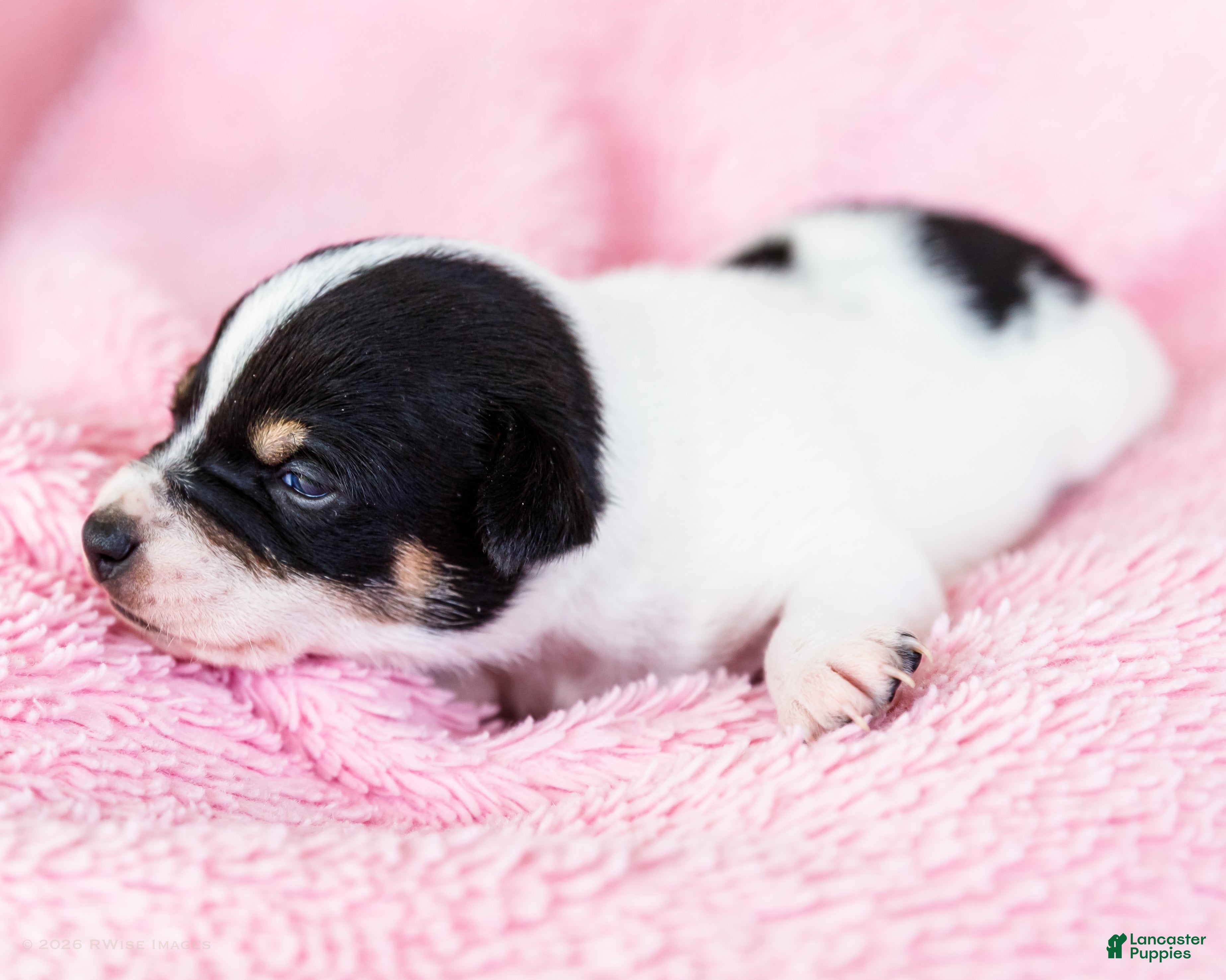 Mixed Breed dogs Tanisha - Ad 2