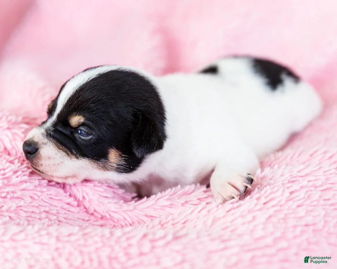 Mixed Breed dogs for sale: Tanisha - Ad 2