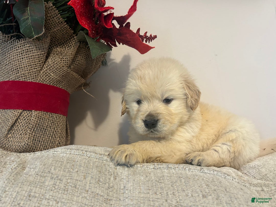 Golden Retriever dogs for sale: Jupiter  - Ad 2