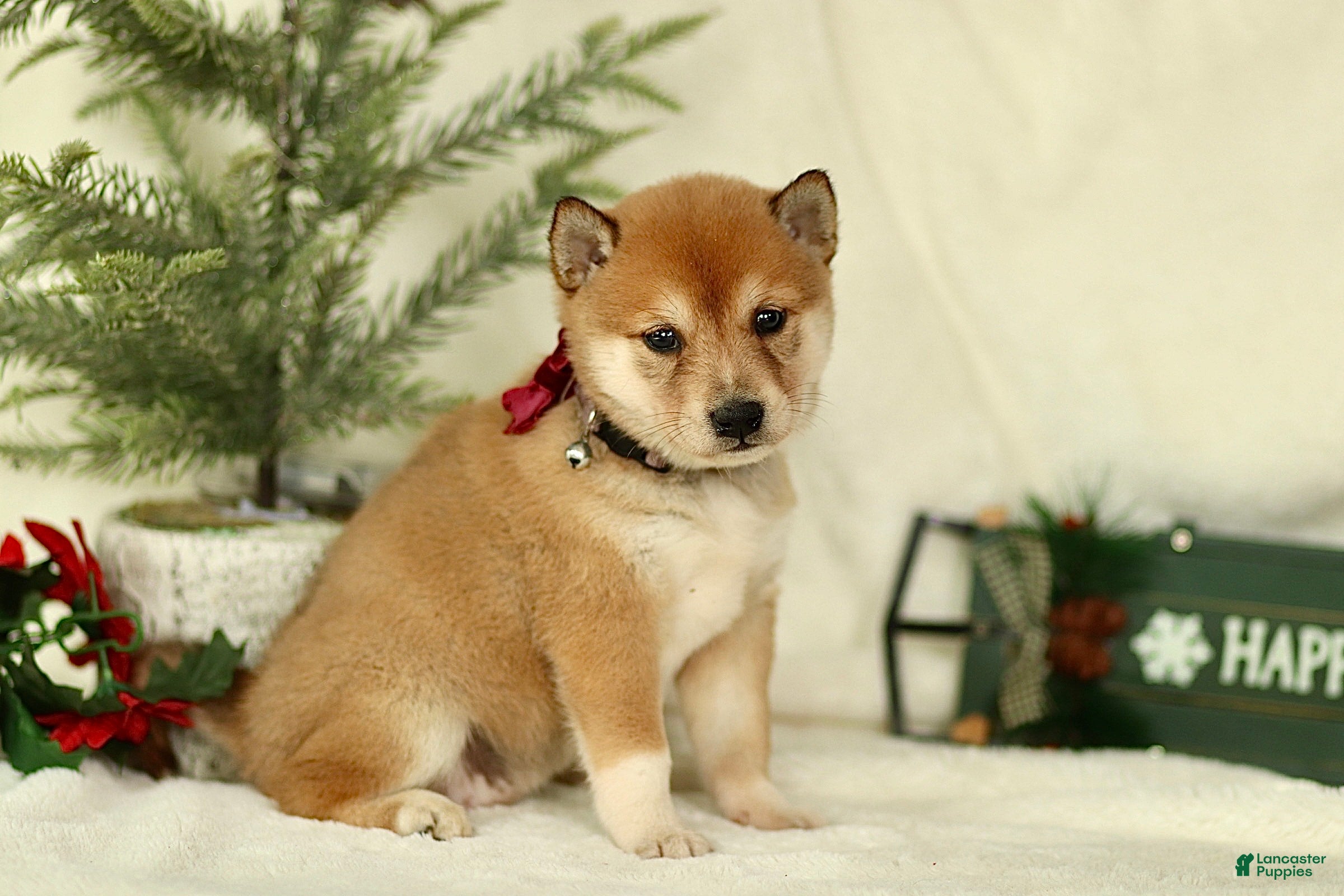 Shiba Inu dogs Brooke - Ad 1