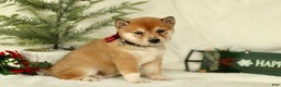 Shiba Inu dogs for sale: Brooke - Ad 1
