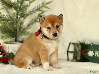 Shiba Inu dogs Brooke - Ad 6