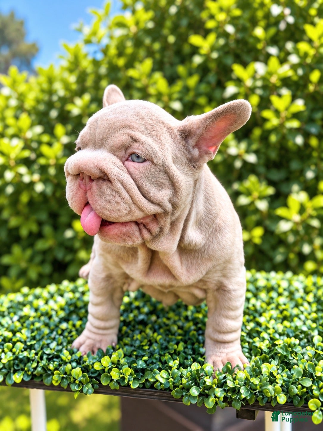 French Bulldog dogs  BOSS  - Ad 29