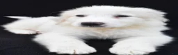 Great Pyrenees dogs for sale: Mary - Ad 5