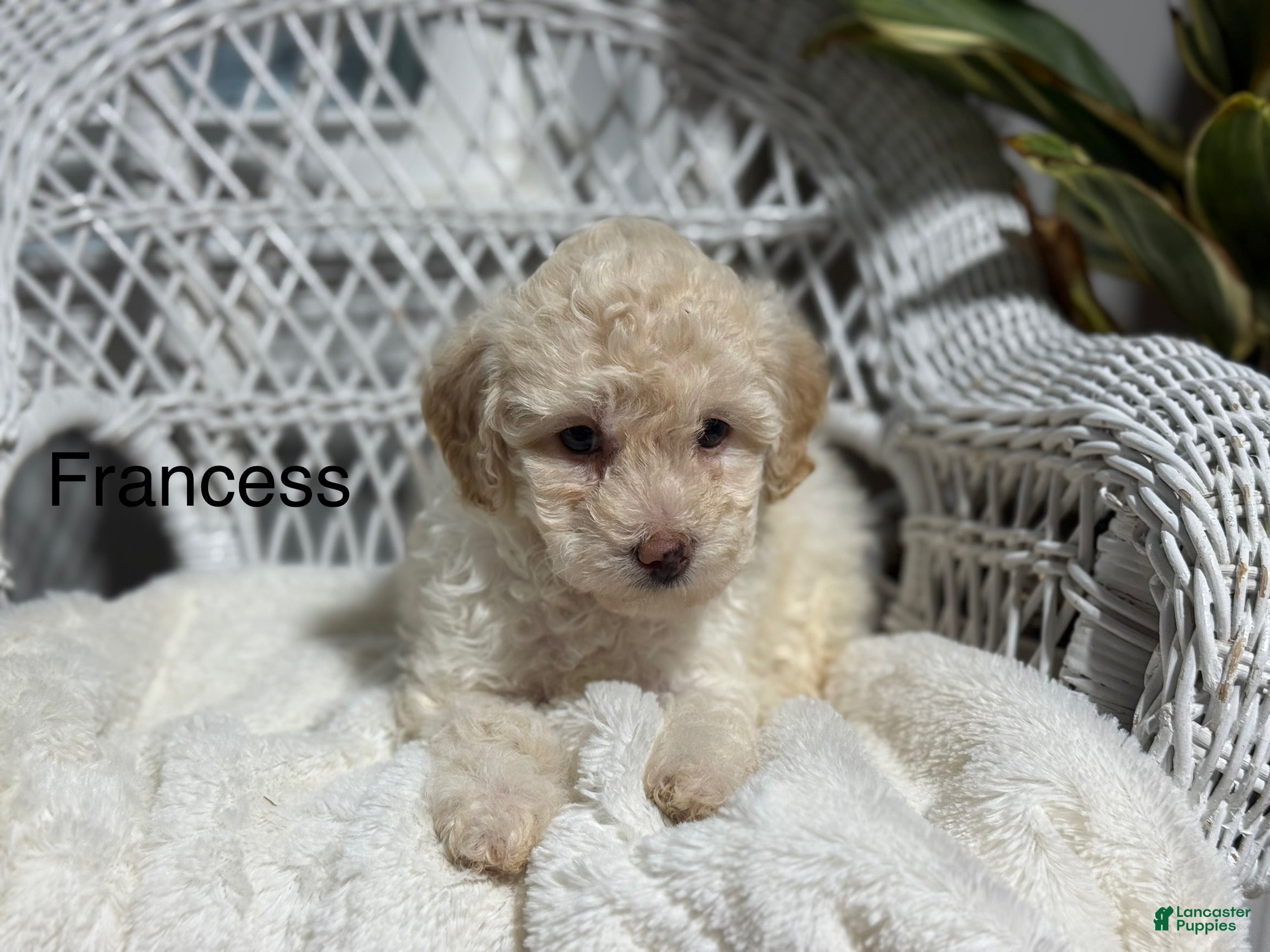Bichpoo dogs Francess  - Ad 1