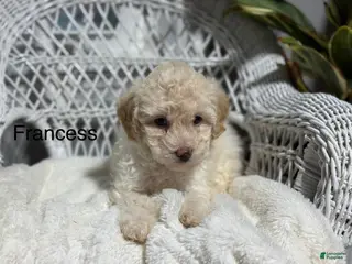 Bichpoo dogs Francess - Ad 19