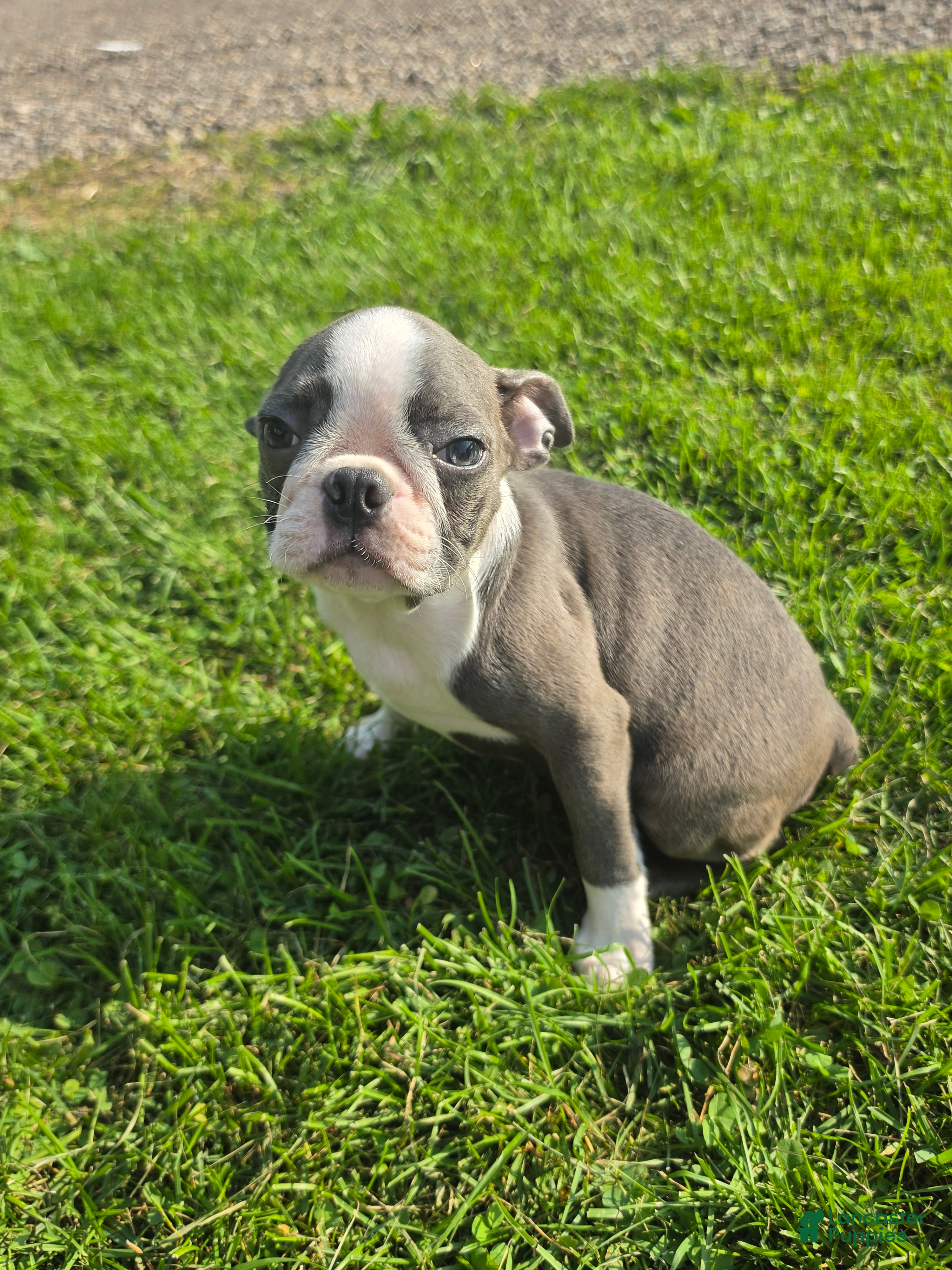 Boston Terrier dogs Boston Terrier Female 2 - Ad 20