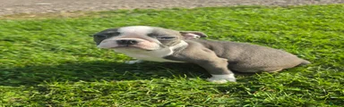 Boston Terrier Female 2