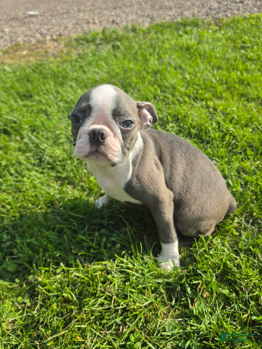 Boston Terrier dogs for sale: Boston Terrier Female 2 - Ad 1