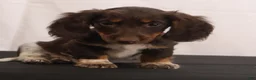 Dachshund dogs for sale: billy - Ad 4