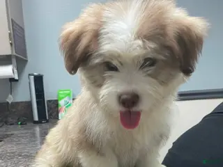 Mixed Breed dogs Mixed Breed Puppy 4 - Ad 31