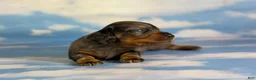 Miniature Dachshund dogs for sale: Paddington blue eye LH  - Ad 7