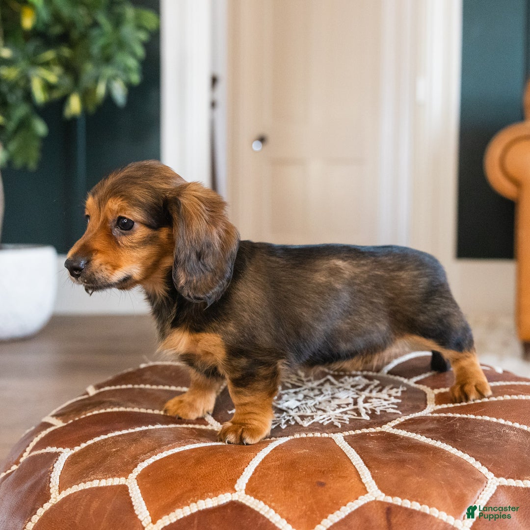 Dachshund dogs for sale: Muffin - CHRISTMAS PUPPY! - Ad 6