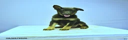 German Shepherd dogs for sale: Fable - Ad 10