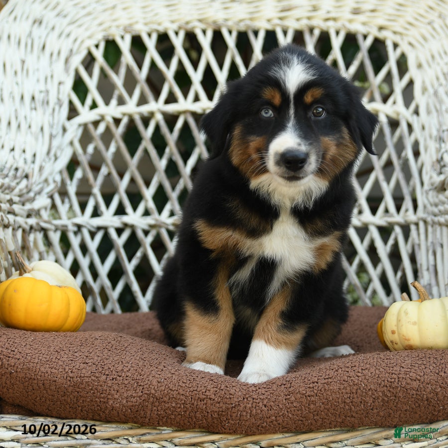 Miniature Australian Shepherd dogs Zoey - Ad 2