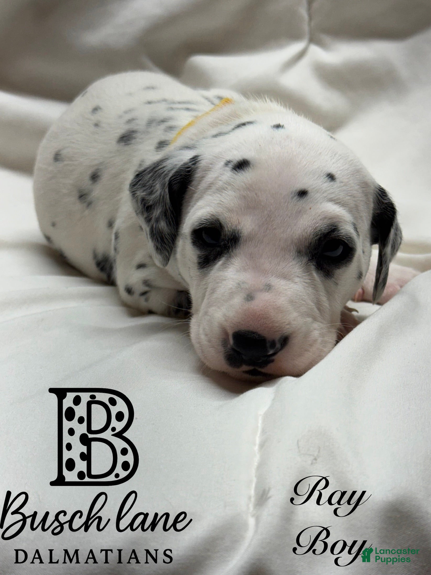 Dalmatian dogs Ray - Ad 29