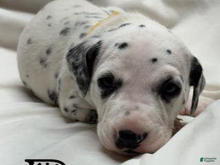 Dalmatian dogs Ray - Ad 29