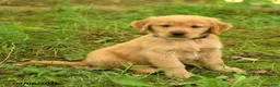 Golden Retriever dogs for sale: Darren - Ad 5