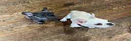 French Bulldog dogs for sale: Chucho - Ad 4