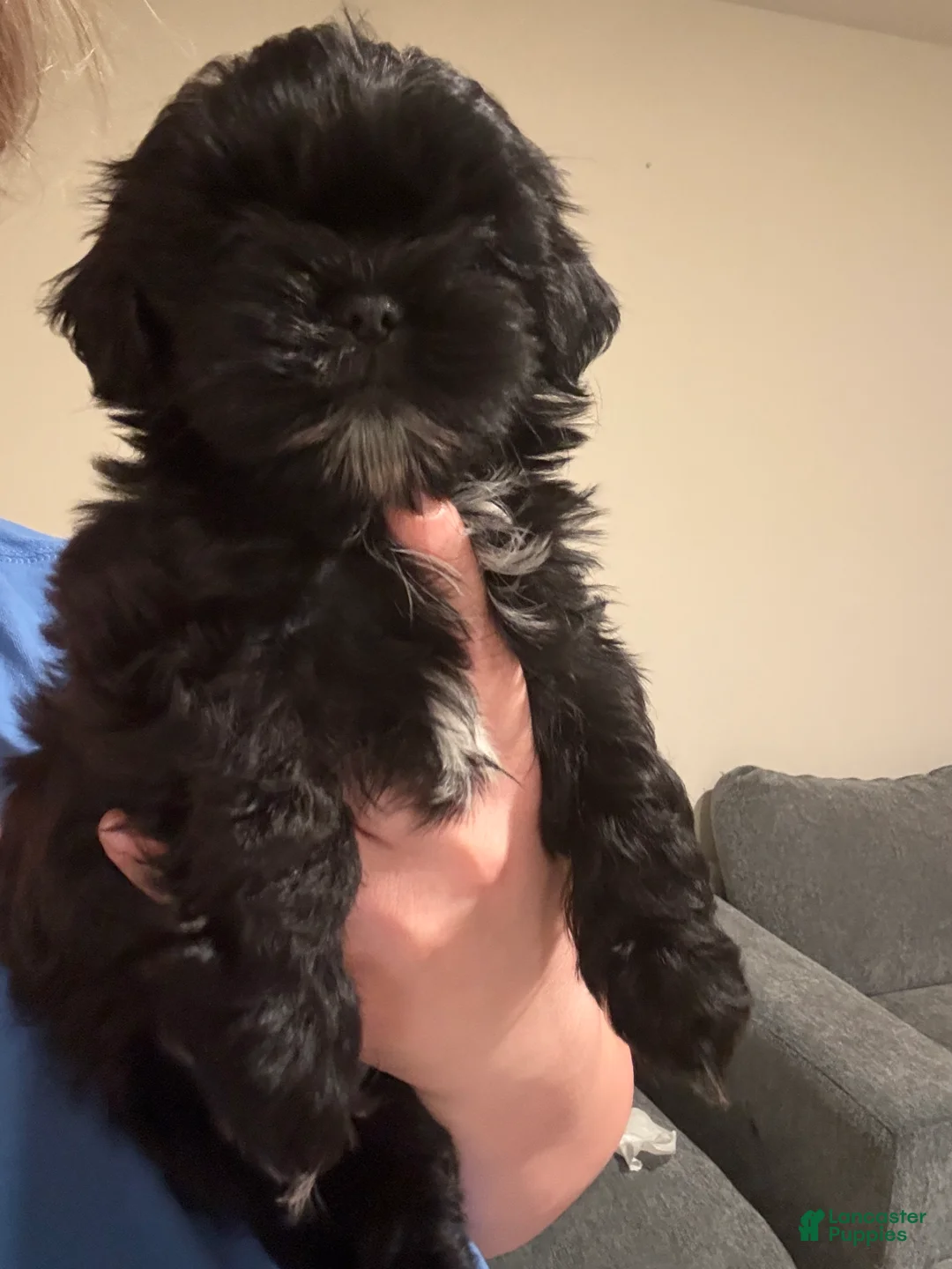 Shih Tzu dogs for sale: Shih Tzu Puppy 1 - Ad 1