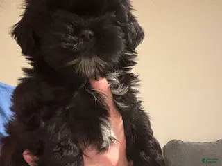 Shih Tzu dogs for sale: Shih Tzu Puppy 1 - Ad 1