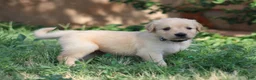 Golden Retriever dogs for sale: Franklin - Ad 3